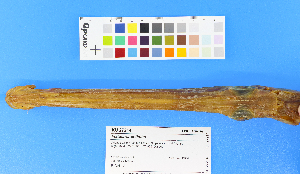  ( - KUT 1549)  @11 [ ] CreativeCommons - Attribution (2025) Unspecified University of Kansas, Biodiversity Institute