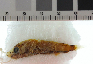  ( - KUT 1116)  @11 [ ] CreativeCommons - Attribution (2025) Unspecified University of Kansas, Biodiversity Institute