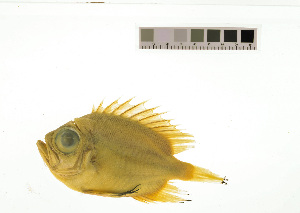  (Pristigenys alta - KUT 1134)  @11 [ ] CreativeCommons - Attribution (2025) Unspecified University of Kansas, Biodiversity Institute