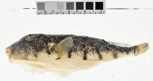  (Sphoeroides maculatus - KUT 1136)  @11 [ ] CreativeCommons - Attribution (2025) Unspecified University of Kansas, Biodiversity Institute