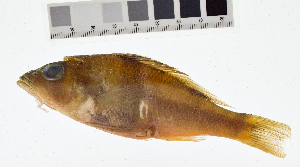  ( - KUT 1144)  @11 [ ] CreativeCommons - Attribution (2025) Unspecified University of Kansas, Biodiversity Institute