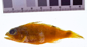  ( - KUT 1145)  @11 [ ] CreativeCommons - Attribution (2025) Unspecified University of Kansas, Biodiversity Institute