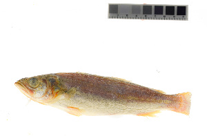  (Cynoscion regalis - KUT 1205)  @11 [ ] CreativeCommons - Attribution (2025) Unspecified University of Kansas, Biodiversity Institute