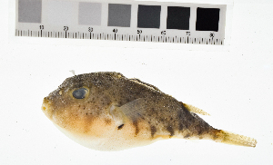  ( - KUT 1226)  @11 [ ] CreativeCommons - Attribution (2025) Unspecified University of Kansas, Biodiversity Institute