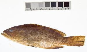  ( - KUT 1246)  @11 [ ] CreativeCommons - Attribution (2025) Unspecified University of Kansas, Biodiversity Institute