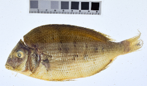  ( - KUT 1452)  @11 [ ] CreativeCommons - Attribution (2025) Unspecified University of Kansas, Biodiversity Institute