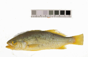  ( - KUT 1518)  @11 [ ] CreativeCommons - Attribution (2025) Unspecified University of Kansas, Biodiversity Institute