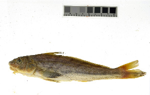  ( - KUT 1521)  @11 [ ] CreativeCommons - Attribution (2025) Unspecified University of Kansas, Biodiversity Institute