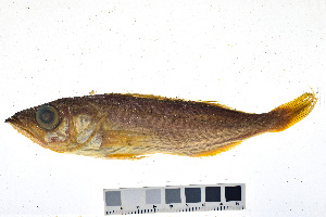  ( - KUT 2190)  @11 [ ] CreativeCommons - Attribution (2025) Unspecified University of Kansas, Biodiversity Institute