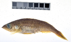  ( - KUT 517)  @11 [ ] CreativeCommons - Attribution (2025) Unspecified University of Kansas, Biodiversity Institute