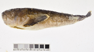  ( - KUT 464)  @11 [ ] CreativeCommons - Attribution (2025) Unspecified University of Kansas, Biodiversity Institute