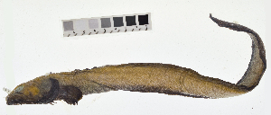  ( - KUT 3184)  @11 [ ] CreativeCommons - Attribution (2025) Unspecified University of Kansas, Biodiversity Institute