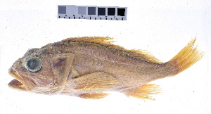  ( - KUT 2318)  @11 [ ] CreativeCommons - Attribution (2025) Unspecified University of Kansas, Biodiversity Institute