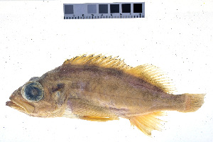  ( - KUT 3202)  @11 [ ] CreativeCommons - Attribution (2025) Unspecified University of Kansas, Biodiversity Institute