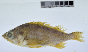  ( - KUT 2168)  @11 [ ] CreativeCommons - Attribution (2025) Unspecified University of Kansas, Biodiversity Institute