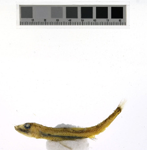  ( - KUT 3239)  @11 [ ] CreativeCommons - Attribution (2025) Unspecified University of Kansas, Biodiversity Institute