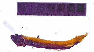  ( - KUT 2260)  @11 [ ] CreativeCommons - Attribution (2025) Unspecified University of Kansas, Biodiversity Institute