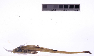  ( - KUT 3183)  @11 [ ] CreativeCommons - Attribution (2025) Unspecified University of Kansas, Biodiversity Institute