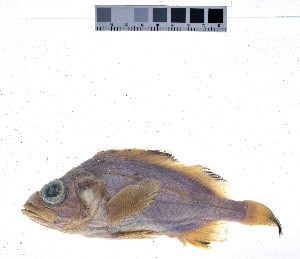  ( - KUT 3171)  @11 [ ] CreativeCommons - Attribution (2025) Unspecified University of Kansas, Biodiversity Institute