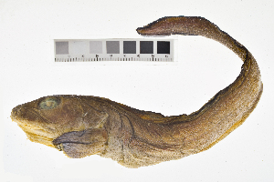  ( - KUT 2161)  @11 [ ] CreativeCommons - Attribution (2025) Unspecified University of Kansas, Biodiversity Institute