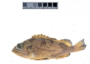  ( - KUT 3221)  @11 [ ] CreativeCommons - Attribution (2025) Unspecified University of Kansas, Biodiversity Institute