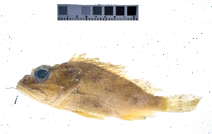  ( - KUT 3946)  @11 [ ] CreativeCommons - Attribution (2025) Unspecified University of Kansas, Biodiversity Institute