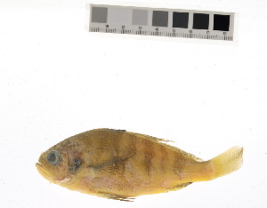  (Larimus - KUT 5126)  @11 [ ] CreativeCommons - Attribution (2025) Unspecified University of Kansas, Biodiversity Institute