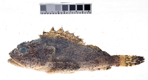  ( - KUT 61)  @11 [ ] CreativeCommons - Attribution (2025) Unspecified University of Kansas, Biodiversity Institute