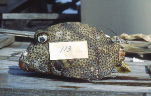  ( - KUT 113)  @13 [ ] Unspecified (default): All Rights Reserved  University of Kansas Biodiversity Institute (KUBI) Unspecified