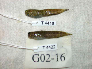  ( - KUT 4422)  @11 [ ] CreativeCommons - Attribution (2025) Unspecified University of Kansas, Biodiversity Institute