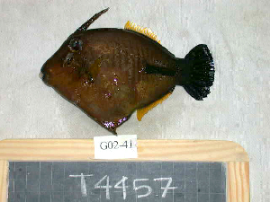  ( - KUT 4457)  @13 [ ] Unspecified (default): All Rights Reserved  University of Kansas Biodiversity Institute (KUBI) Unspecified