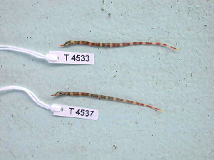  ( - KUT 4537)  @11 [ ] CreativeCommons - Attribution (2025) Unspecified University of Kansas, Biodiversity Institute