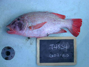  ( - KUT 4534)  @11 [ ] CreativeCommons - Attribution (2025) Unspecified University of Kansas, Biodiversity Institute