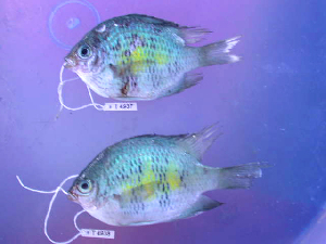  ( - KUT 4938)  @11 [ ] CreativeCommons - Attribution (2025) Unspecified University of Kansas, Biodiversity Institute