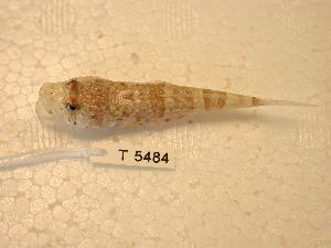  ( - KUT 5484)  @11 [ ] CreativeCommons - Attribution (2025) Unspecified University of Kansas, Biodiversity Institute