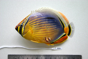  (Chaetodon trifasciatus - KUT 6804)  @14 [ ] Unspecified (default): All Rights Reserved  University of Kansas Biodiversity Institute (KUBI) Unspecified