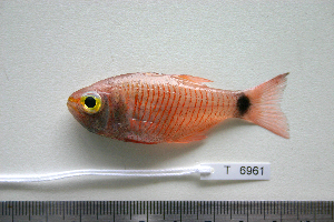  ( - KUT 6961)  @13 [ ] Unspecified (default): All Rights Reserved  University of Kansas Biodiversity Institute (KUBI) Unspecified