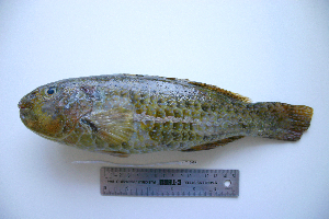  ( - KUT 6999)  @11 [ ] CreativeCommons - Attribution (2025) Unspecified University of Kansas, Biodiversity Institute