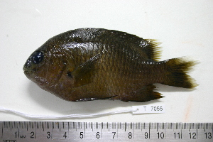  ( - KUT 7055)  @11 [ ] CreativeCommons - Attribution (2025) Unspecified University of Kansas, Biodiversity Institute