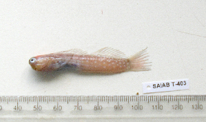  ( - KUT 7095)  @11 [ ] CreativeCommons - Attribution (2025) Unspecified University of Kansas, Biodiversity Institute