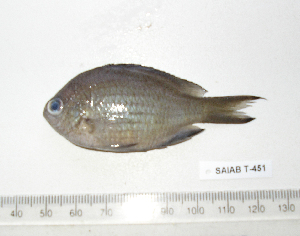  (Chromis lepidolepis - KUT 7142)  @12 [ ] Unspecified (default): All Rights Reserved  University of Kansas Biodiversity Institute (KUBI) Unspecified