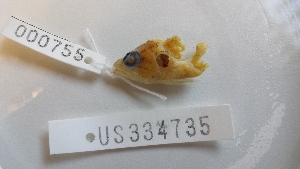  ( - KUT 755)  @11 [ ] CreativeCommons - Attribution (2025) Unspecified University of Kansas, Biodiversity Institute