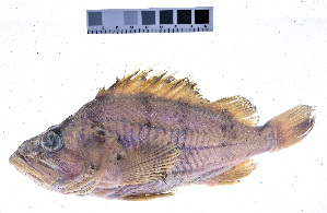  ( - KUT 2310)  @11 [ ] CreativeCommons - Attribution (2025) Unspecified University of Kansas, Biodiversity Institute