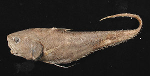  (Coryphaenoides alateralis - KUT 3700)  @11 [ ] CreativeCommons - Attribution (2025) Unspecified Museum of Comparative Zoology, Harvard University