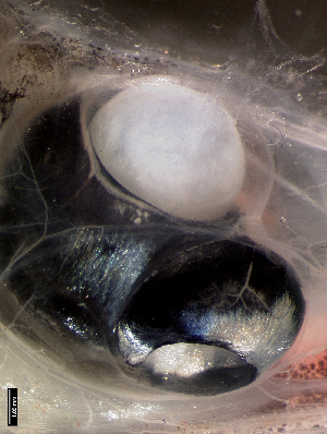  (Rhynchohyalus - KUT 7462)  @11 [ ] CreativeCommons - Attribution (2025) Unspecified Museum of Comparative Zoology, Harvard University