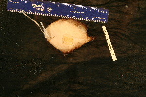  ( - KUT 5123)  @11 [ ] CreativeCommons - Attribution (2025) Unspecified University of Kansas, Biodiversity Institute