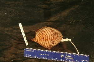  ( - KUT 5123)  @11 [ ] CreativeCommons - Attribution (2025) Unspecified University of Kansas, Biodiversity Institute