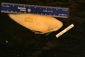  ( - KUT 5147)  @11 [ ] CreativeCommons - Attribution (2025) Unspecified University of Kansas, Biodiversity Institute