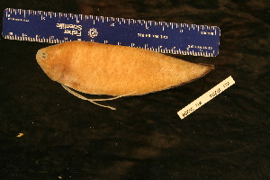  ( - KUT 5147)  @11 [ ] CreativeCommons - Attribution (2025) Unspecified University of Kansas, Biodiversity Institute