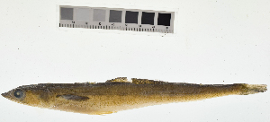  ( - KUT 1128)  @11 [ ] CreativeCommons - Attribution (2025) Unspecified University of Kansas, Biodiversity Institute